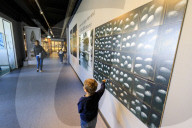 Child looks the panels on the wall, Zoological Museum, University of Copenhagen, Denmark