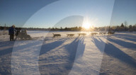 Dog sledding in the snowy landscape of Kiruna, Norrbotten County, Lapland, Sweden