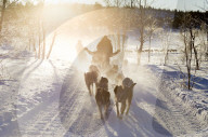 Dog sledding in the snowy landscape of Kiruna, Norrbotten County, Lapland, Sweden