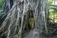 Traditional dressed man standing in a giant banyon tree,, Ekasup cultural village, Efate, Vanuatu