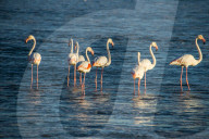 Flamingos playing in the water (Phoenicopteridae), Luederitz, Namibia