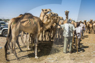 Camels on the Camel market, Hargeisa, Somaliland, Somalia