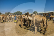 Camels on the Camel market, Hargeisa, Somaliland, Somalia