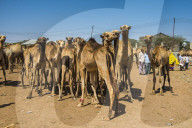 Camels on the Camel market, Hargeisa, Somaliland, Somalia