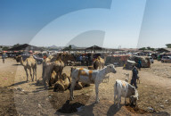 Goats for sale on the Camel market, Hargeisa, Somaliland, Somalia