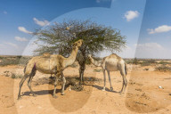 Camels eating on a acacia bush, Somaliland, Somalia