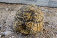 African spurred tortoise (Centrochelys sulcata), Somaliland, Somalia