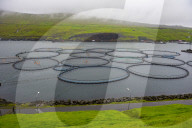 Fish farm in the Faroe islands, Denmark