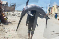 Man carrying a giant swordfish to the fishmarket of Mogadishu, Somalia