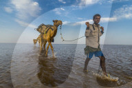 Camels loaded with pan of salt walking through a salt lake, Danakil depression, Ethiopia