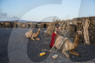 Afar man loading a camel in a camp on the foot of Erta Ale, Danakil depression, Ethiopia