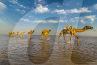 Camels loaded with pan of salt walking through a salt lake, Danakil depression, Ethiopia