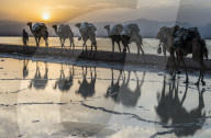 Camels loaded with pan of salt walking through a salt lake, Danakil depression, Ethiopia