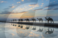 Camels loaded with pan of salt walking through a salt lake at sunset, Danakil depression, Ethiopia