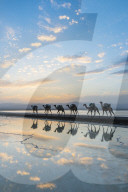 Camels loaded with pan of salt walking through a salt lake at sunset, Danakil depression, Ethiopia
