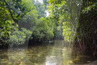 Crystal clear water in the Utwe lagoon, Unesco biosphere reserve, Kosrae. Federated States of Micronesia