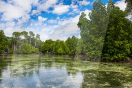Crystal clear water in the Utwe lagoon, Unesco biosphere reserve, Kosrae. Federated States of Micronesia