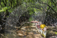 Swamp area in the Utwe lagoon, Unesco biosphere reserve, Kosrae. Federated States of Micronesia