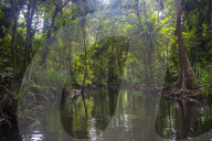 Yela Ka forest conservation area of ka trees (Terminalia carolinensis) in the Yela Valley, Kosrae. Federated States of Micronesi