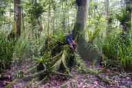Man sitting in the Yela Ka forest conservation area of ka trees (Terminalia carolinensis) in the Yela Valley, Kosrae. Federated