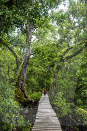 Long pier over a swamp, Kosrae. Federated States of Micronesia