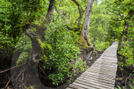 Long pier over a swamp, Kosrae. Federated States of Micronesia