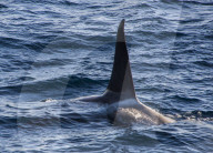 Killer whale (orca) (Orcinus orca), Weddell, Sea, Antarctica, Polar Regions