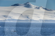 Killer whale (orca) (Orcinus orca), Weddell, Sea, Antarctica, Polar Regions