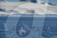 Killer whales (orcas) (Orcinus orca) hunting, Weddell, Sea, Antarctica, Polar Regions