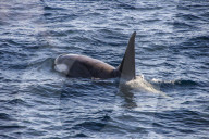 Killer whale (orca) (Orcinus orca), Weddell, Sea, Antarctica, Polar Regions