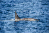 Killer whale (orca) (Orcinus orca), Weddell, Sea, Antarctica, Polar Regions