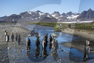 King penguins (Aptenodytes patagonicus), Salisbury Plain, South Georgia, Antarctica, Polar Regions