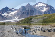 King penguins (Aptenodytes patagonicus) in beautiful scenery, Salisbury Plain, South Georgia, Antarctica