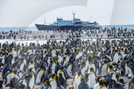Giant king penguin (Aptenodytes patagonicus) colony and a cruise ship, Salisbury Plain, South Georgia, Antarctica, Polar Regions