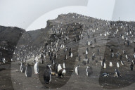 Penguins, Saunders Island, South Sandwich Islands, Antarctica, Polar Regions