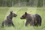 Brown Bear, Ursus Arctos
