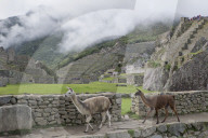 Llamas roaming in the Inca ruins of Macchu Picchu, Peru