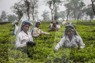 Tea garden in Silliguri. India.