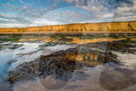 Toothed Wrack (Fucus serratus) fronds, exposed on beach at low tide, Reculver, Kent, England, July