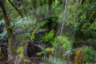 Waipoua Kauri Forest, Northland, North Island, New Zealand.