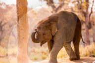 Baby elephant walking
