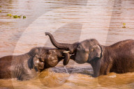 Baby elephants playing in the river