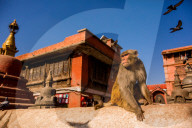 Sacred Monkey Temple