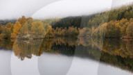 Trees in autumn colour reflected like in a mirror in Loch Tummel, Scottish Highlands, Scotland, United Kingdom, Europe