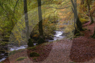 Autumn in the Birks of Aberfeldy, Scottish Highlands, Scotland, United Kingdom, Europe
