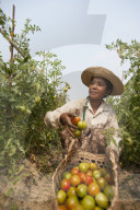 A woman picks tomatoes near Myitkyina in Myanmar