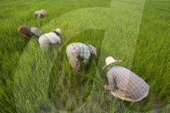 Women clear grass from rice paddies near Keng Tung in Burma, also know as Myanmar