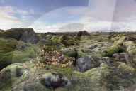 Moss heath vegetation on lava boulder field South Iceland