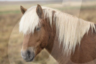 Icelandic Horses SnÃ¦fellsnes peninsula iceland