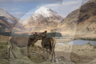 Red Deer in Glen Etive Glencoe Scotland